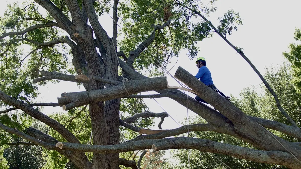 Professional Crown Thinning performed by certified arborists in Nancy