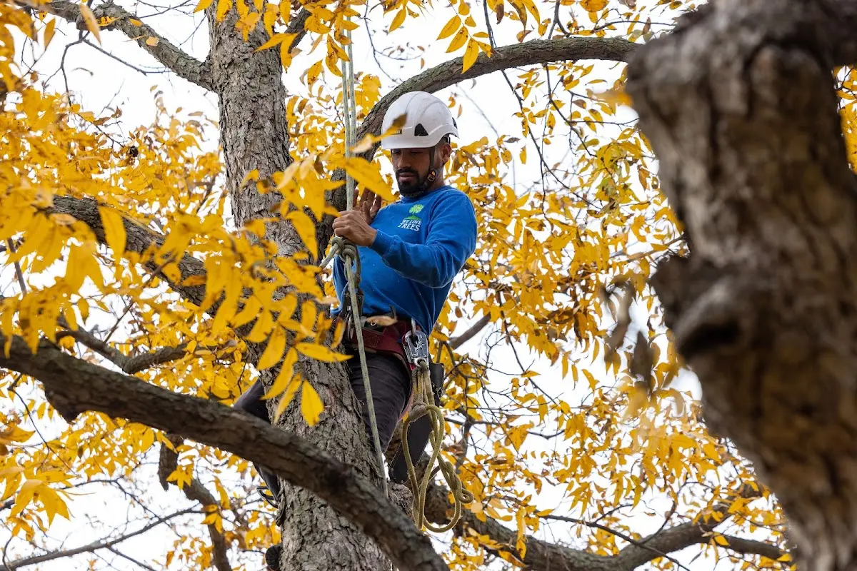 Skilled Tree Trimming crew working in Nancy